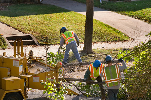 Best Tree Trimming and Pruning  in Loop, PA